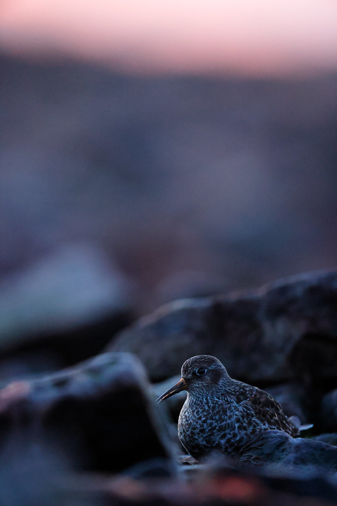 Calidris maritima | Purple Sandpiper | skärsnäppa