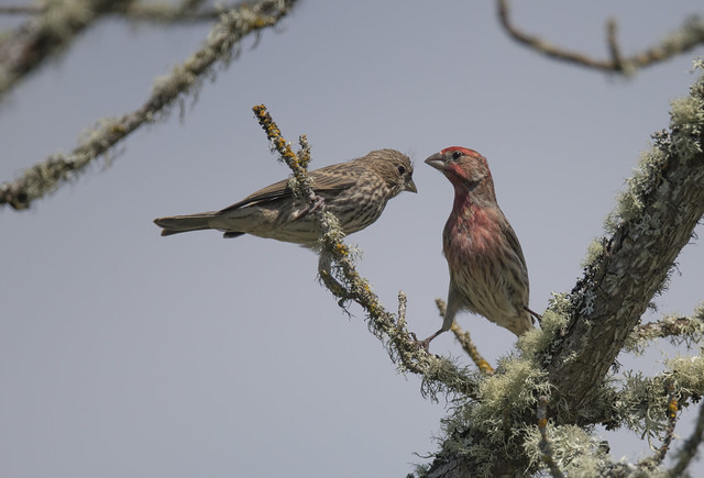 A finch went a-courting