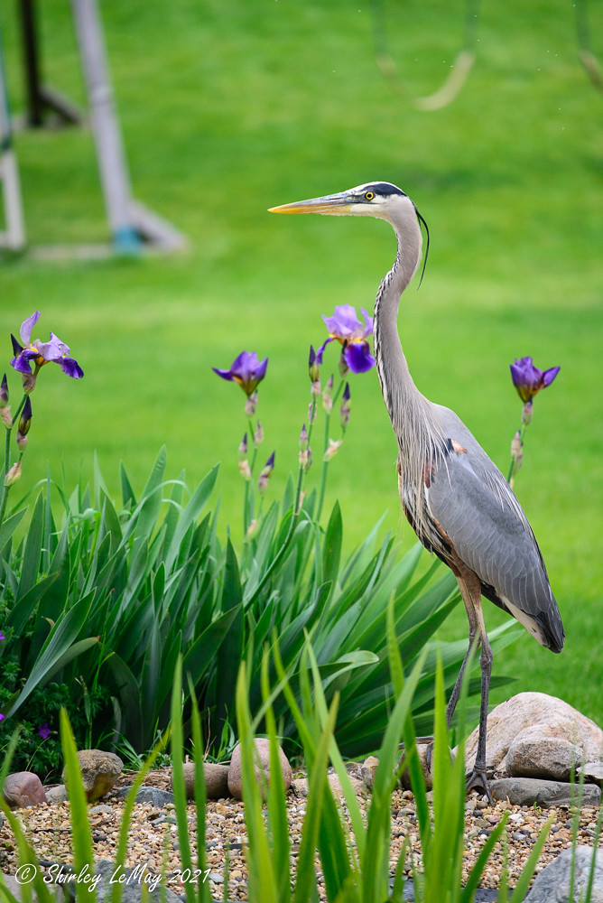 Big Blue Checking out the Pond