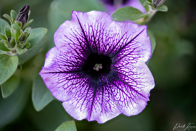 Purple Vein Petunia