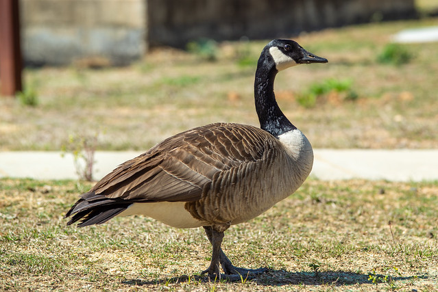 canadian gray goose grazing in the wild