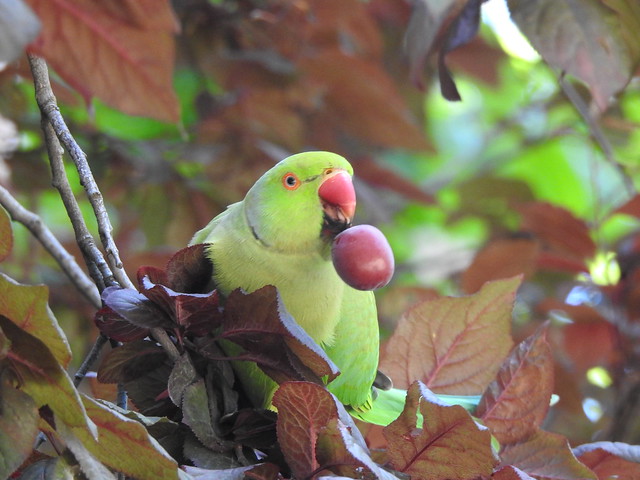 Ring-necked parakeet show his meal Paris Perruche à collier avec son repas