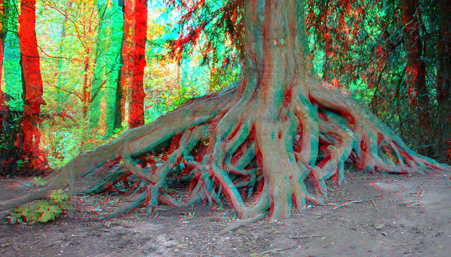 Tree Bos van Staring  (Merwesteinpark) Dordrecht 3D