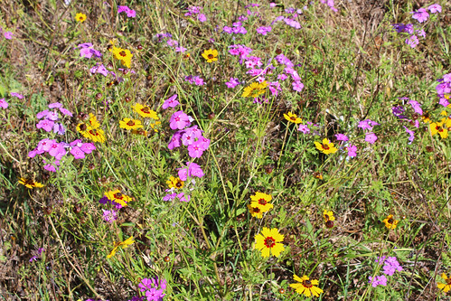 flowers field florida wildflowers williston