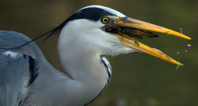 a close up on a Heron eating a catfish (Explore)