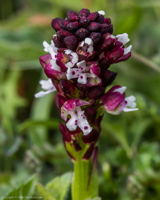 Burnt Orchid (Neotinea ustulata var. ustulata) early form