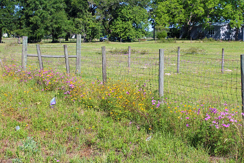 flowers field fence landscape florida wildflowers williston