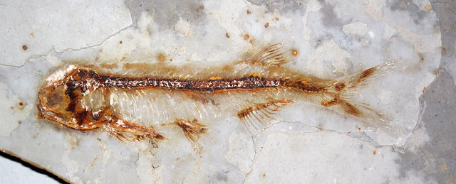 Lycoptera davidi (fossil fish) (Jehol Lagerstätte, Yixian Formation, Lower Cretaceous; western Liaoning Province, China) 5