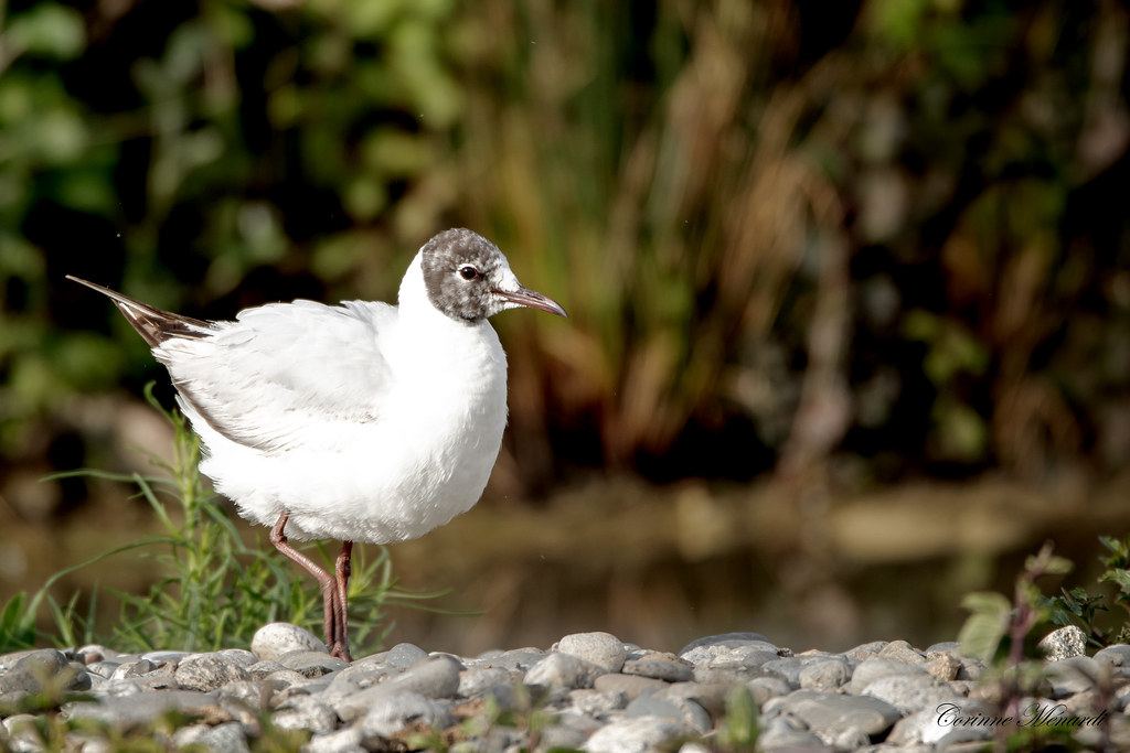 Mouette Rieuse Chroicocephalus Ridibundus Black Headed G Corinne Menardi Flickr