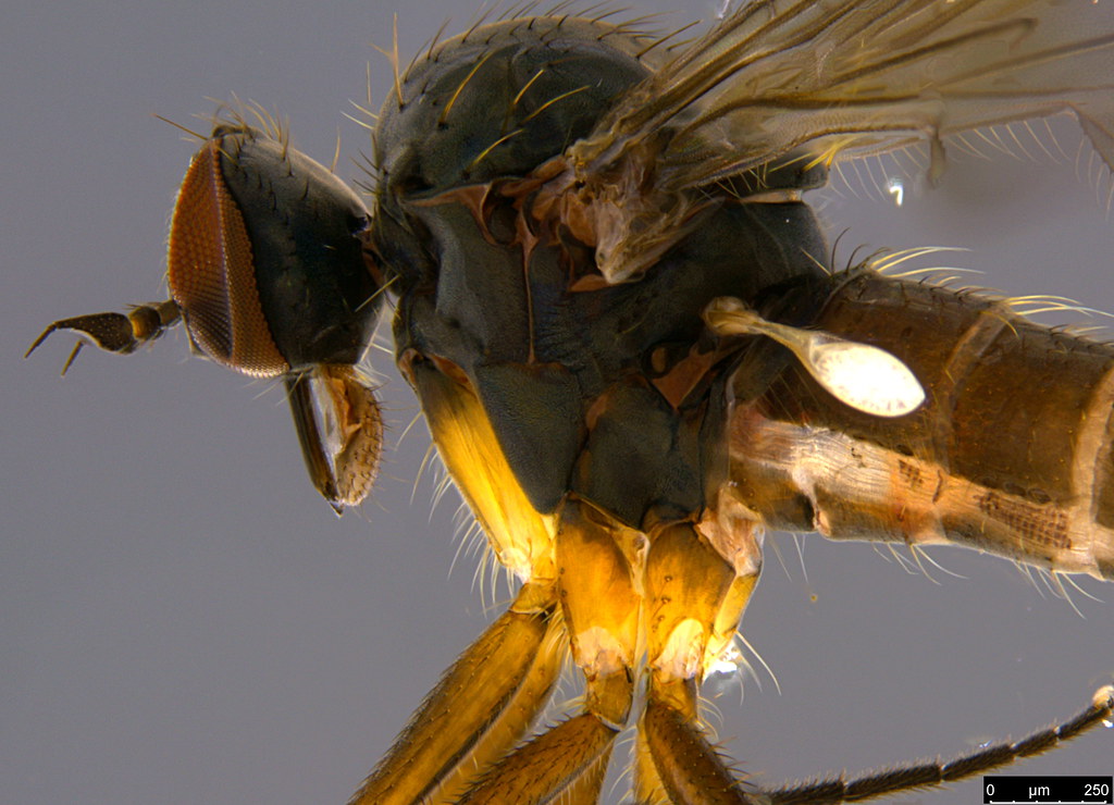 11b - Diptera sp.