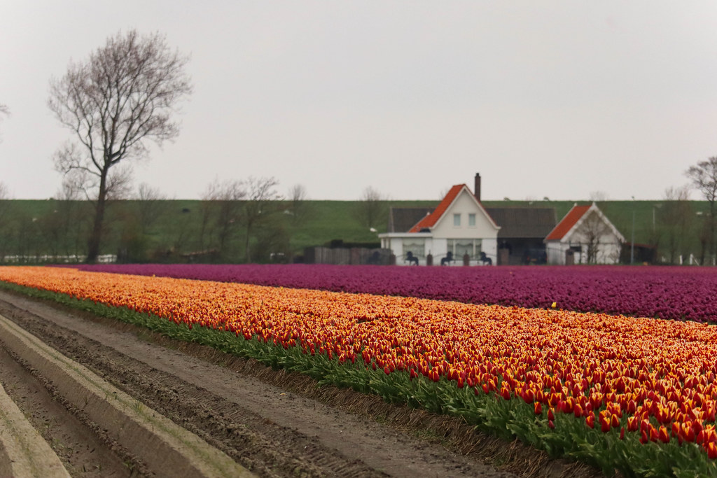 Dutch Colored Landscape