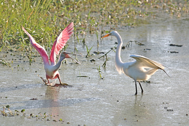 ROSEATE SPOONBILL & GREAT EGRET -  These two have words about who's going to fish where. The Beauty Of God's Creation at Circle B Bar Reserve Lakeland Florida USA 5/17/21