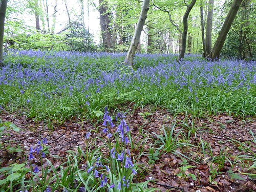 Blue Bells in Peterley Woods