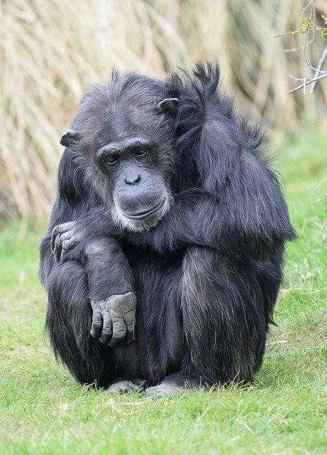 Senior Chimpanzee # 3