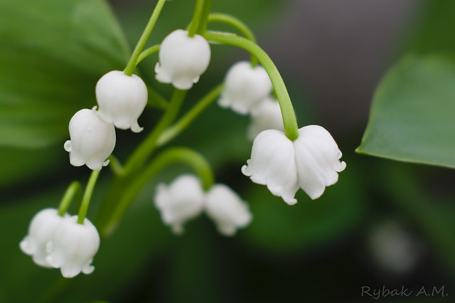 Freaks of nature. Double lily of the valley bells.
