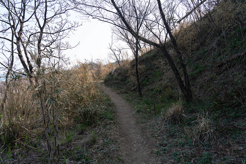 角田山 桜尾根コース