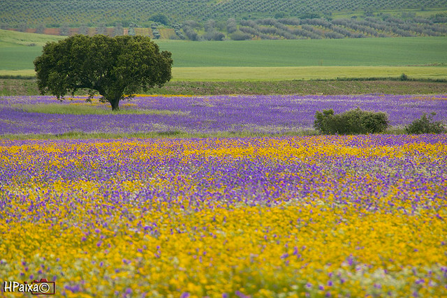 Campo florido (Flowery field)