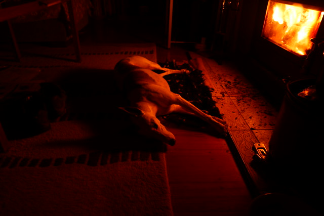 Max Whippet loves a warm fire