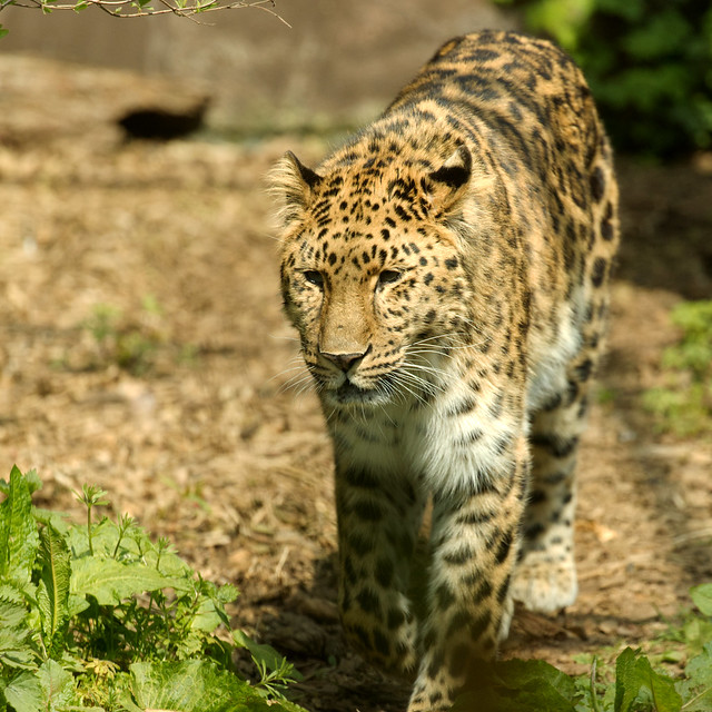 Amur Leopard - Panthera pardus orientalis