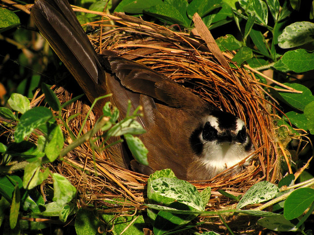at a nest