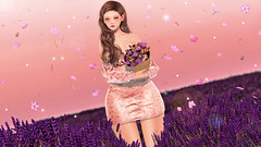 Lavender Fields ♥