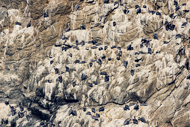 A magnificent colony of brown pelicans