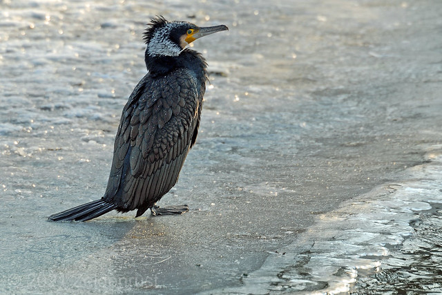 Phalacrocorax carbo