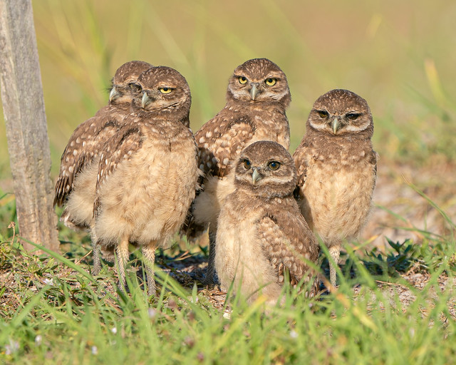 Portrait of Five Owlets (Explored, May 19, 2021)