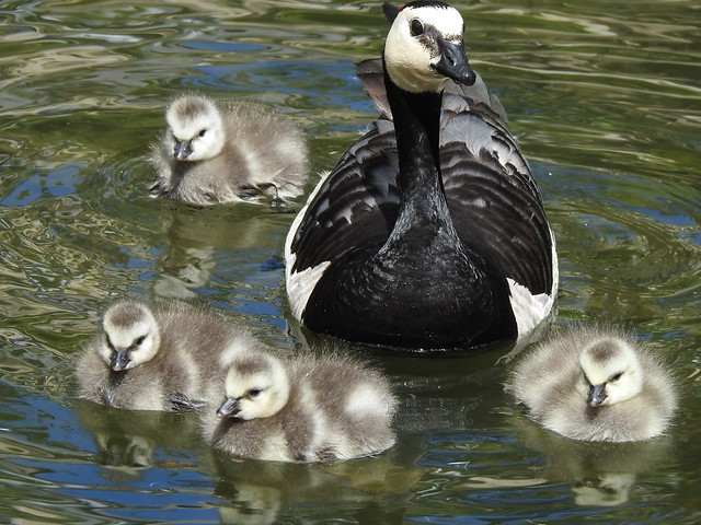 Barnacle Goose with her babies (Branta leucopsis) Bernache nonnette et ses petits Paris