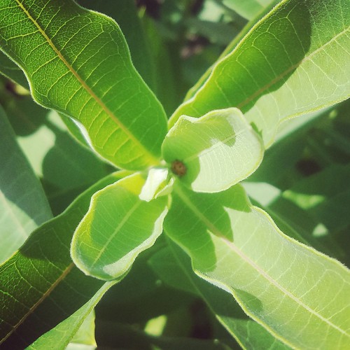 Milkweed