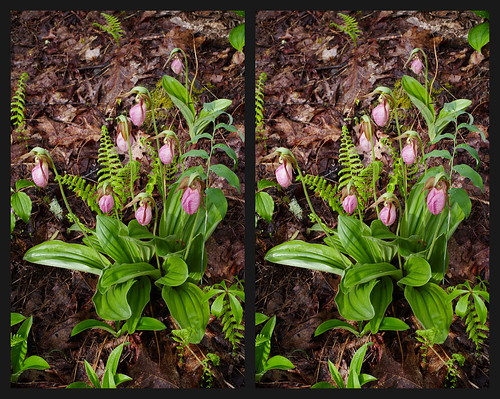 orchidaceae cypripedium wildflowers nantahalanationalforest westernnorthcarolina stereoscopy pentax k1 smcpentaxa12850mmmacro iridientdeveloper affinityphoto
