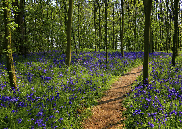 The Bluebell Path