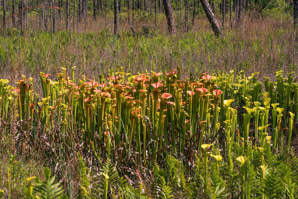 Large group of Yellow Pitcher Plant varieties