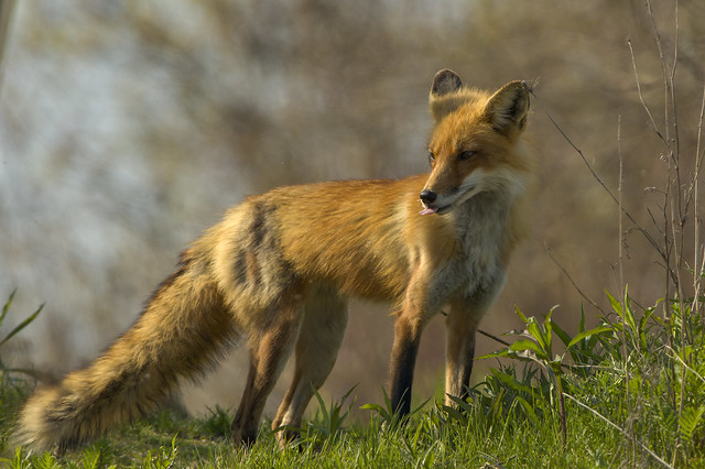 Sly Fox | Vulpes vulpes