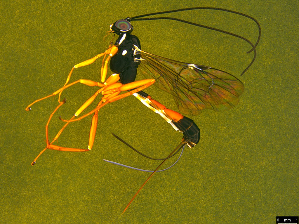 28a - Ichneumonidae sp.