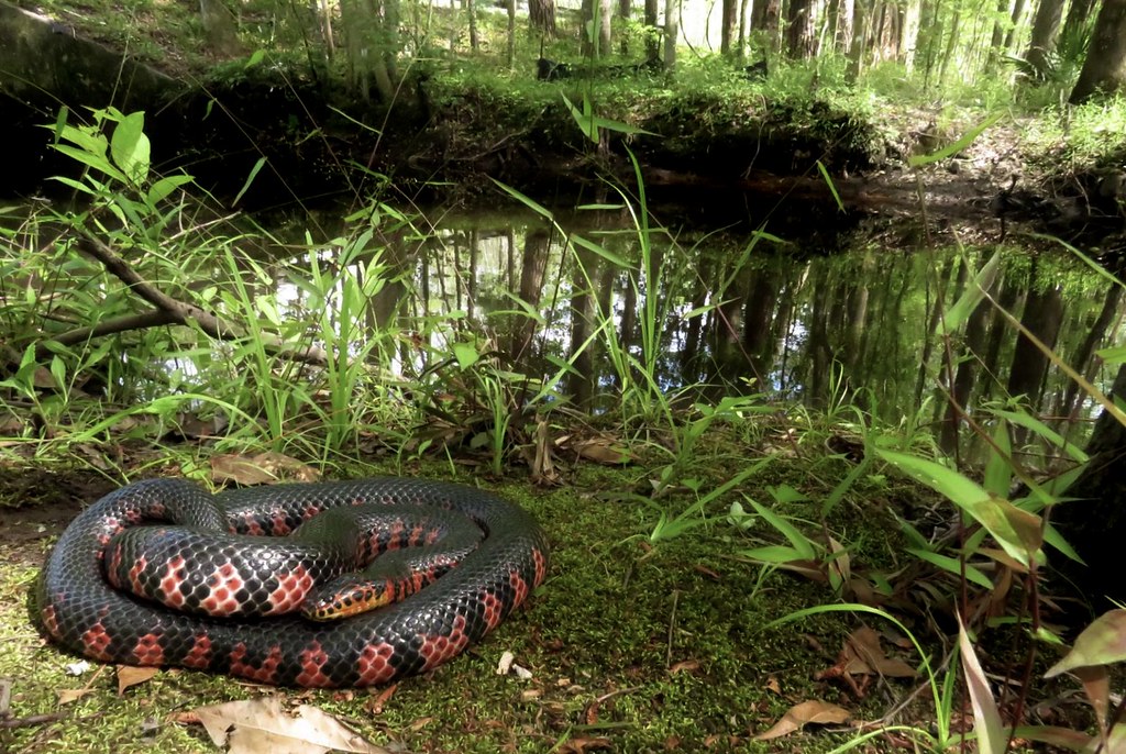 Mud snake [Farancia abacura] - May 2021, South Carolina