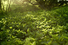 Wild nettles catch the sun. Selective focus on nettles in the blurred evening sunlight background. Close up