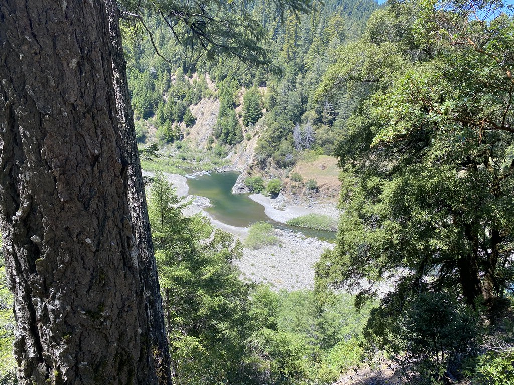 Big Tree Trail