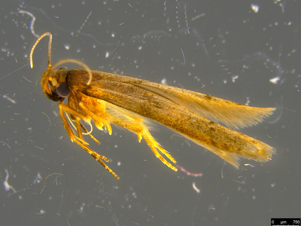 38a - Gelechioidea sp.