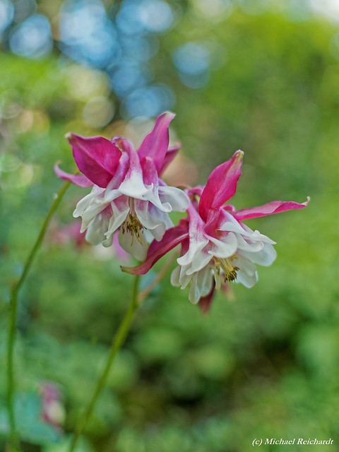 Columbine / (Aquilegia vulgaris) ... one of my favorite motifs right now, blooming right now on my doorstep.  Photo by (c) michael.reichardt