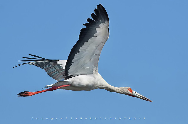 -CIGUEÑA AMERICANA (Ciconia maguari- Maguari stork) Toma en LAGUNA SAN MIGUEL DEL MONTE .prov. BUENOS AIES  -ARGENTINA