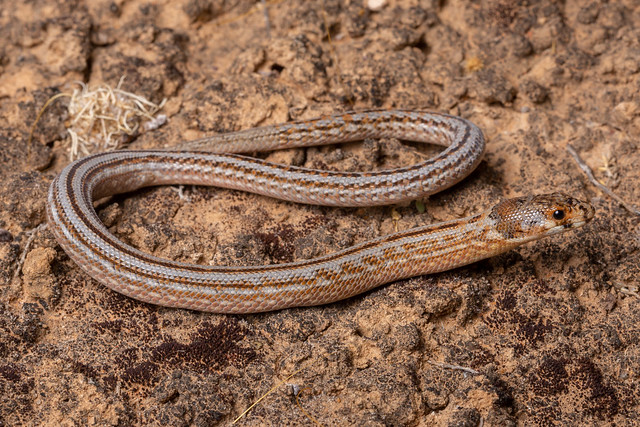 Eastern Hooded Scaly-foot - Pygopus schraderi