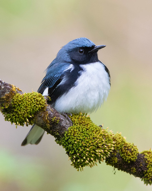 Black-throated Blue Warbler - NY
