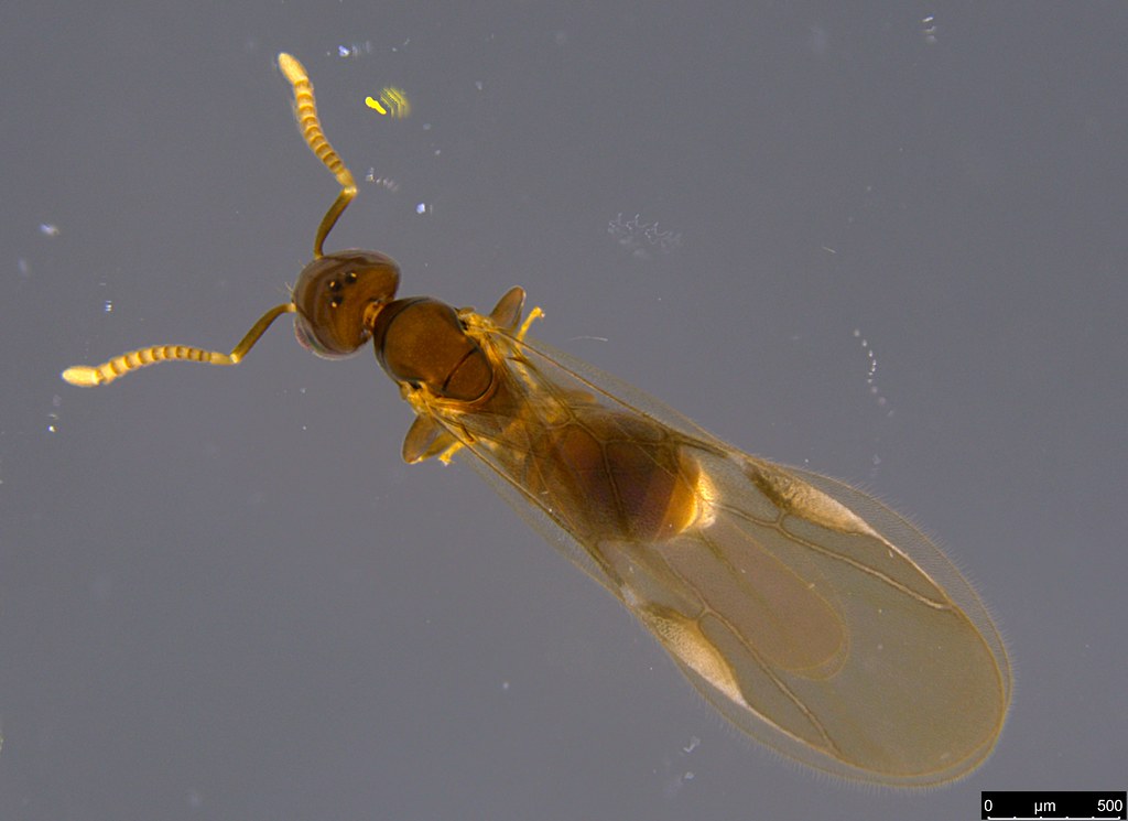 35a - Formicidae sp.