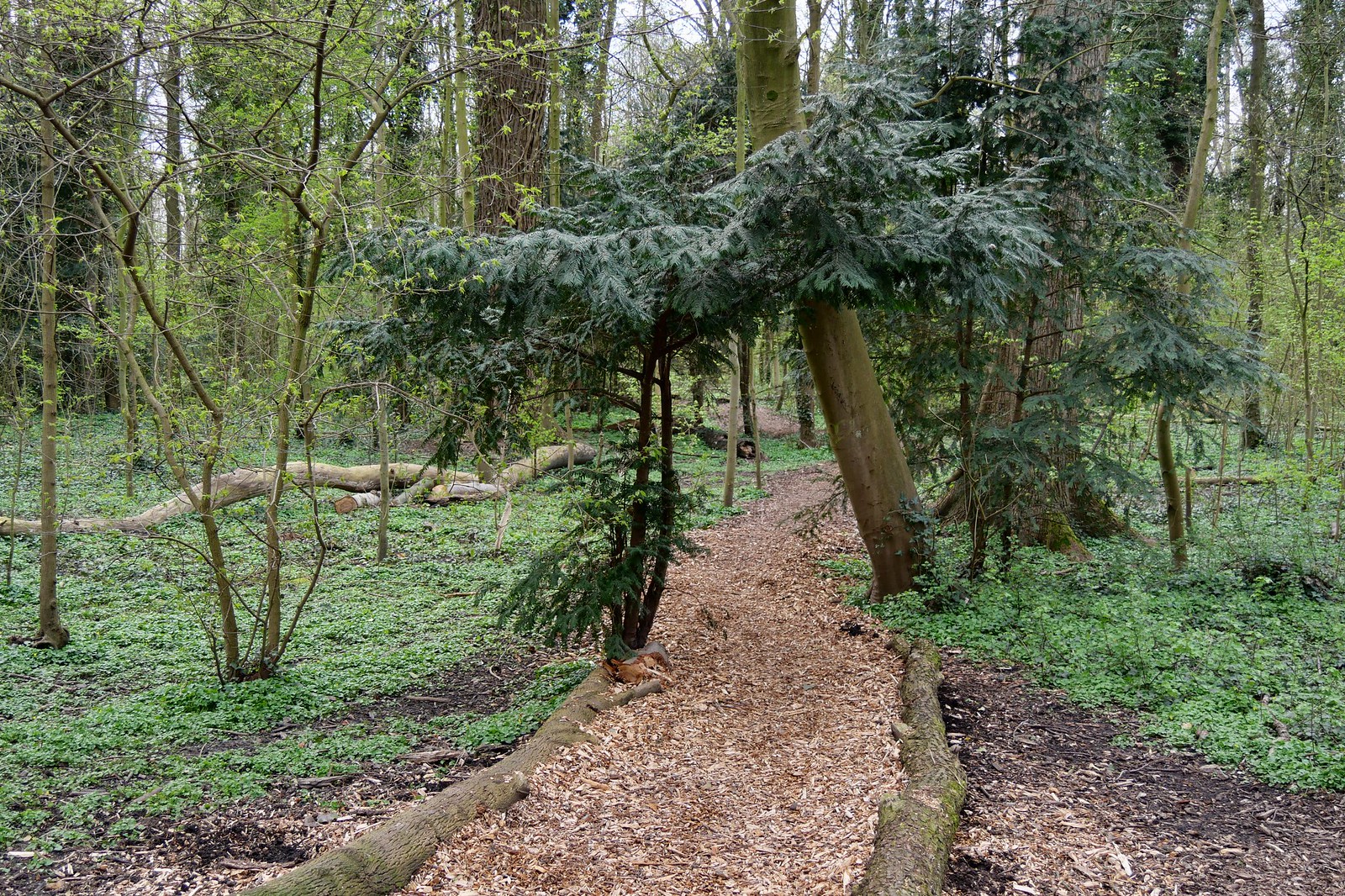 Path with yew tree
