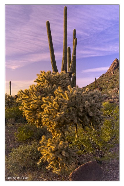 Cholla compliments a Saguaro Cactus