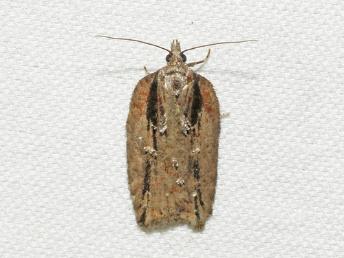 620043 (3542) Acleris flavivittana - Toronto, Ontario | by david.beadle