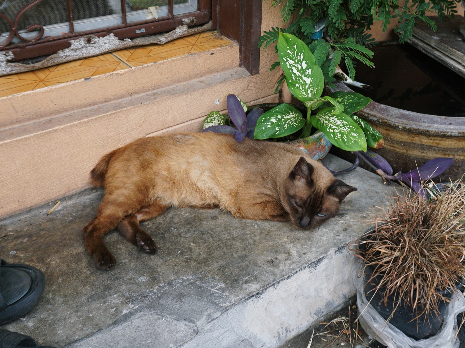 Bangkok Cat