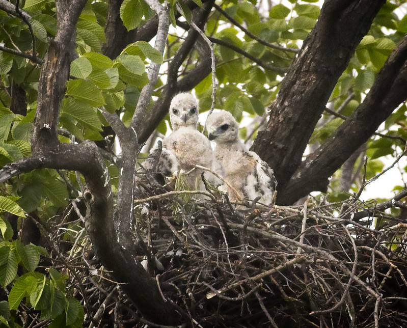 Tompkins red-tail chicks (2 of 3)