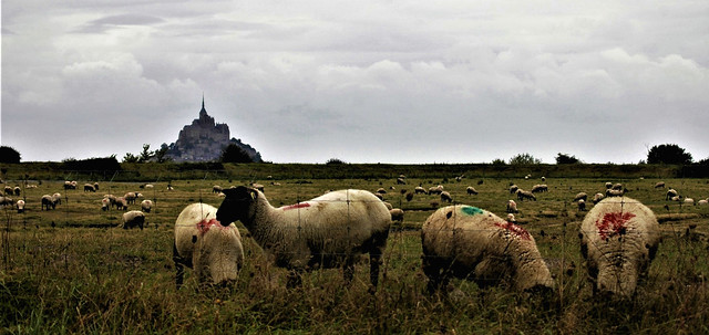 Mont Saint Michel (Normandia)